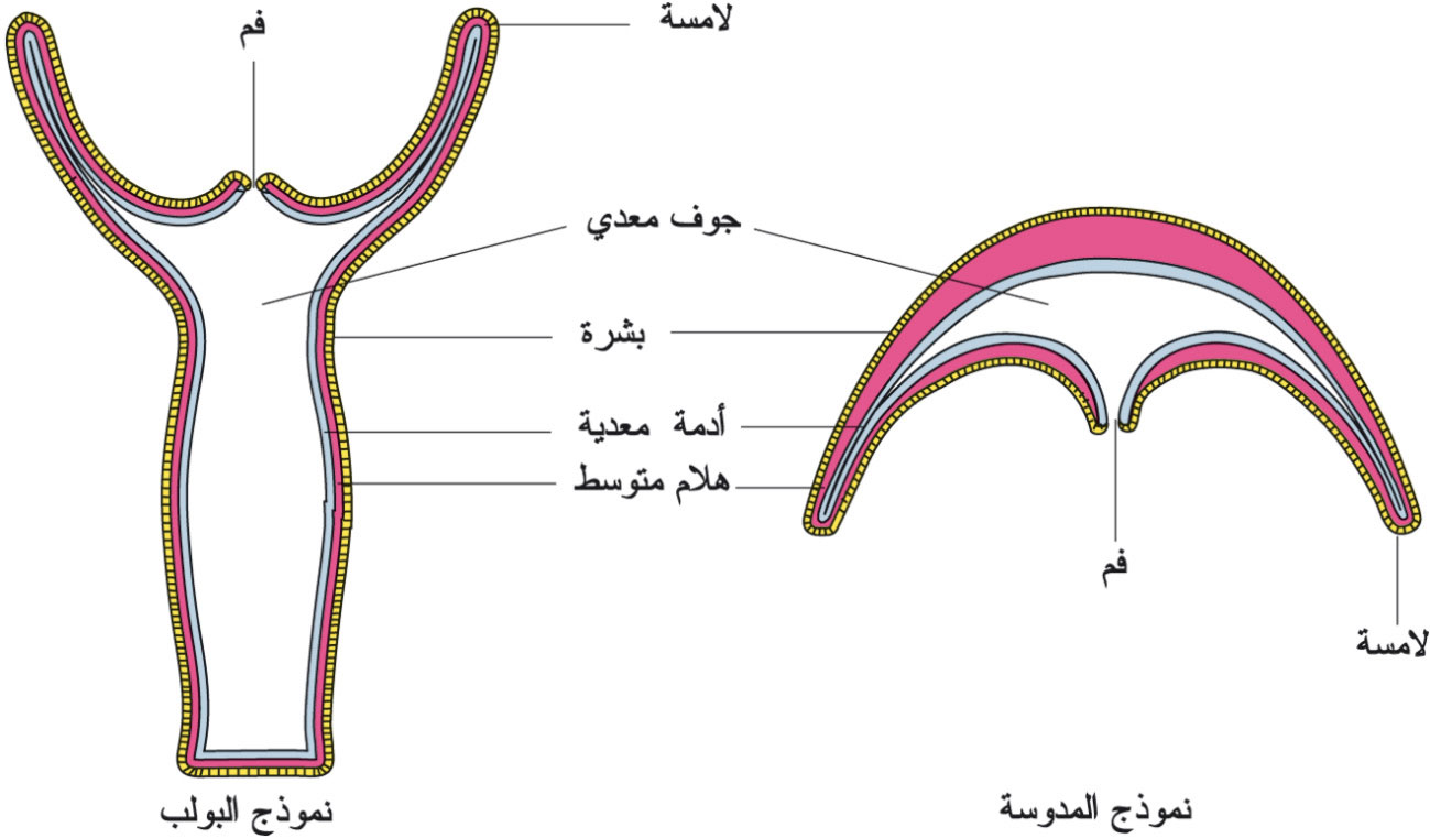 الطور البوليبي والميدوزي من خصائص