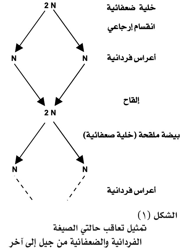 الانقسام المنصف هو انقسام النواة الى نواتين متماثلتين