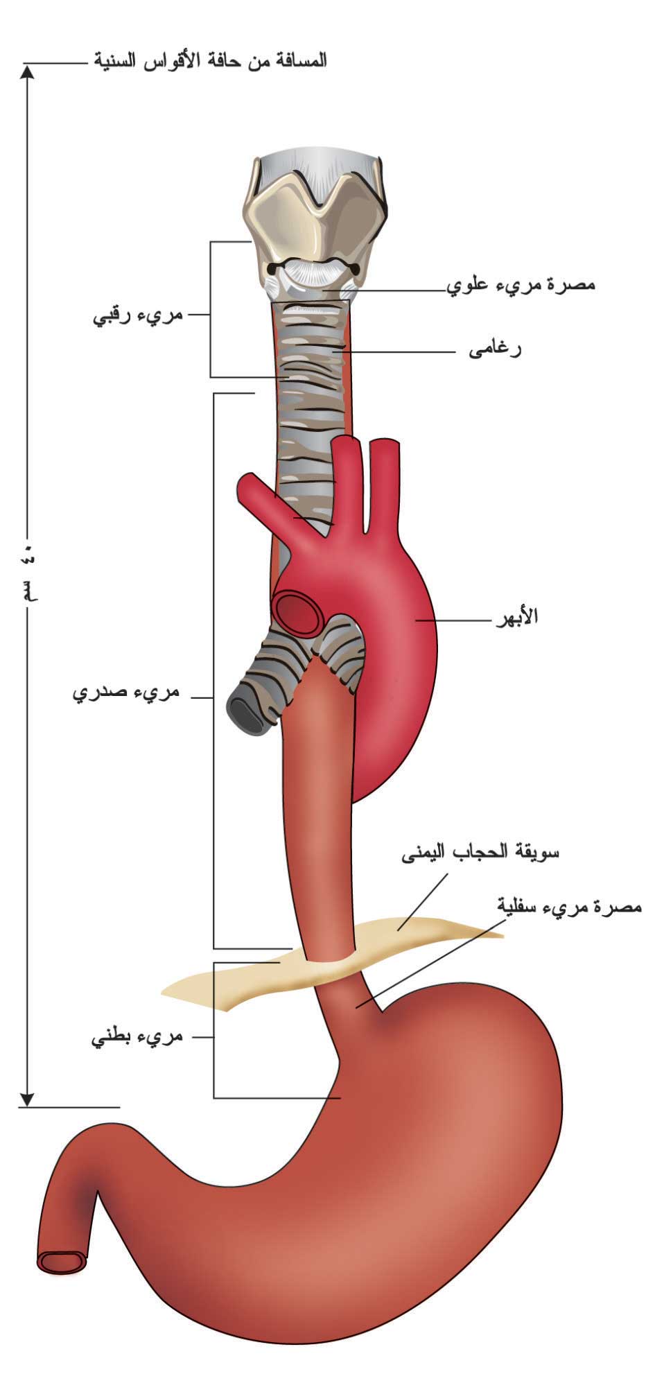 تشريح المريء
