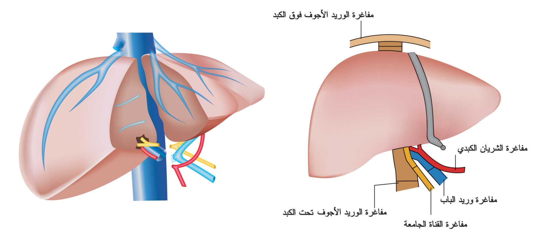 زرع الكبد الكامل