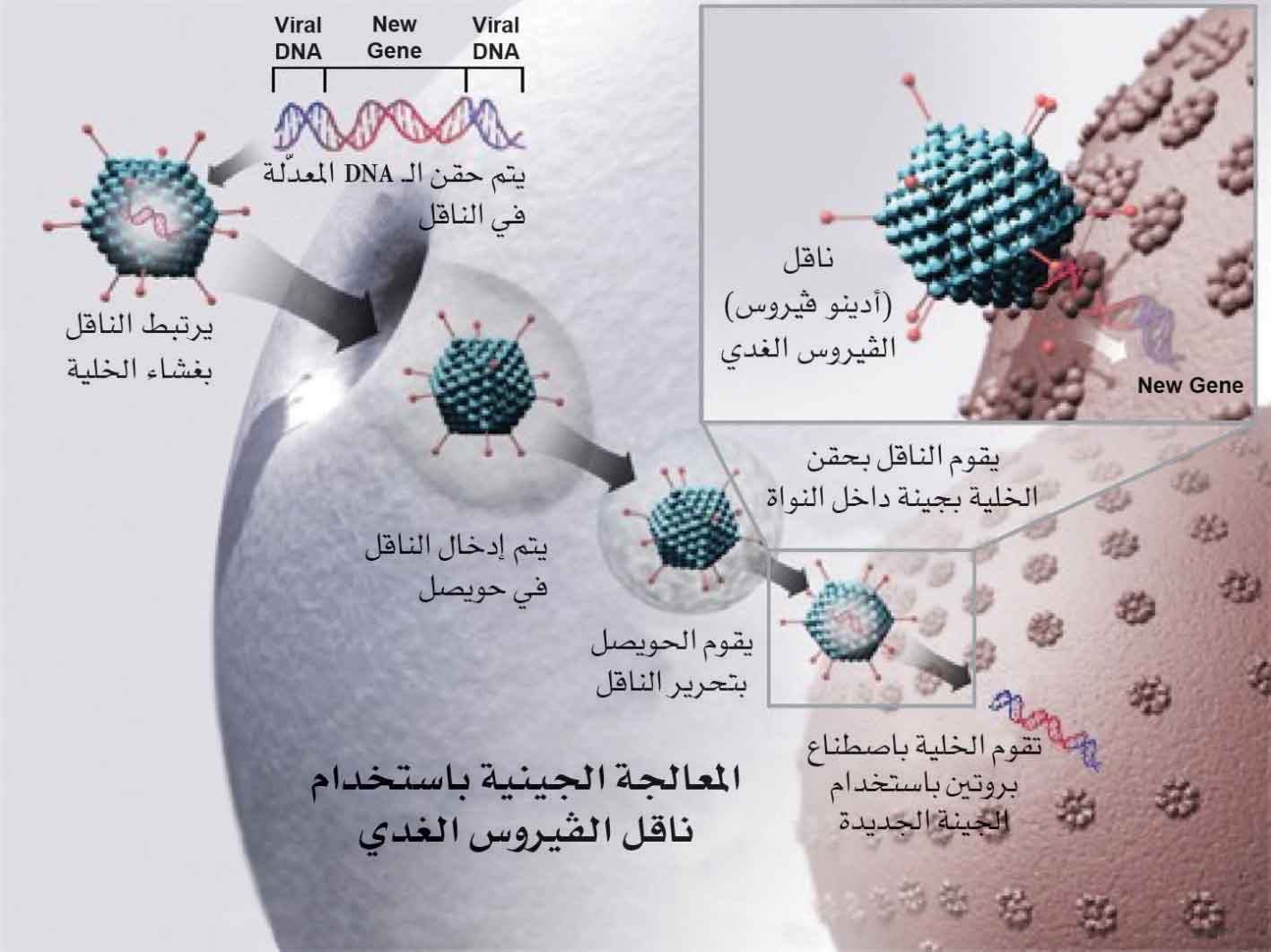 المعالجة الجينية باستخدام ناقل الفيروس الغدي
