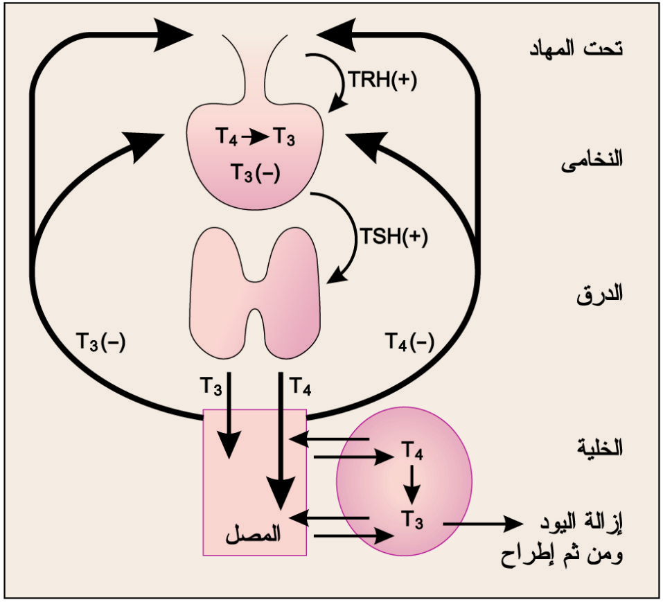 العلاقة المتداخلة بين الوطاء والغدة الدرقية