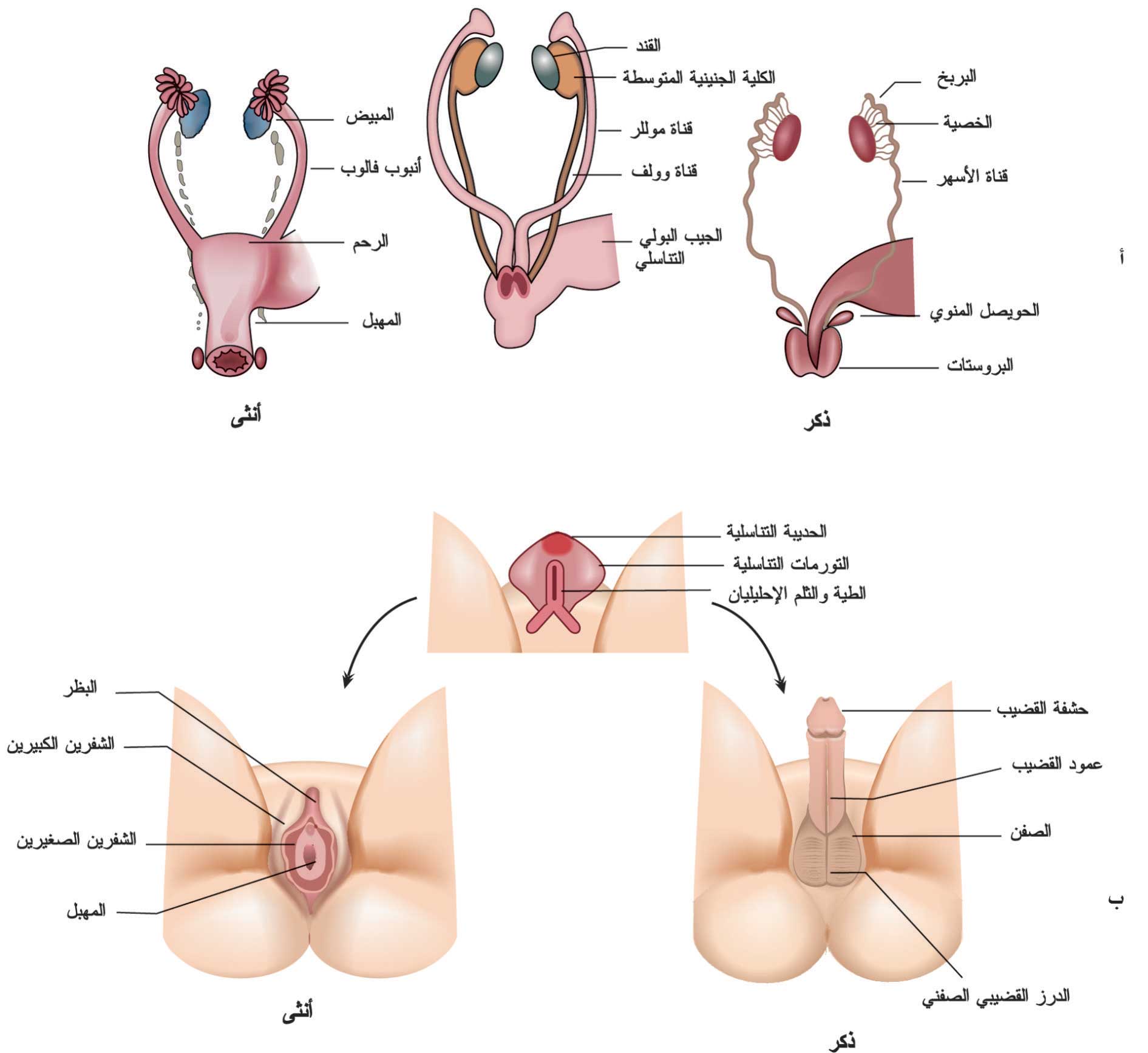 التطور الجنسي الطبيعي
أ: السبيل البولي التناسلي الداخلي، ب: الأعضاء التناسلية الظاهرة
