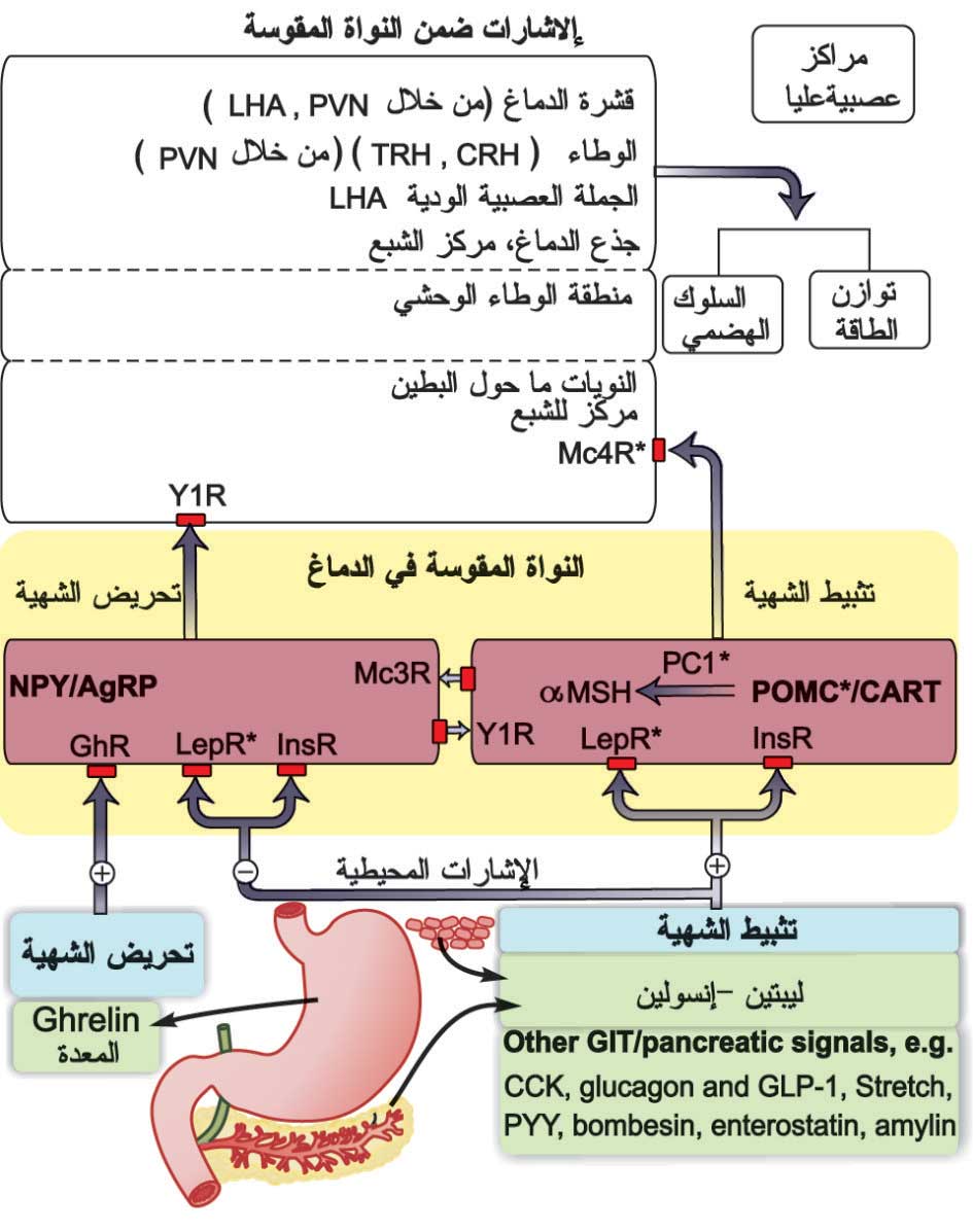 المؤثرات المحيطية والطرق المركزية المتداخلة في ضبط حدثية الأكل