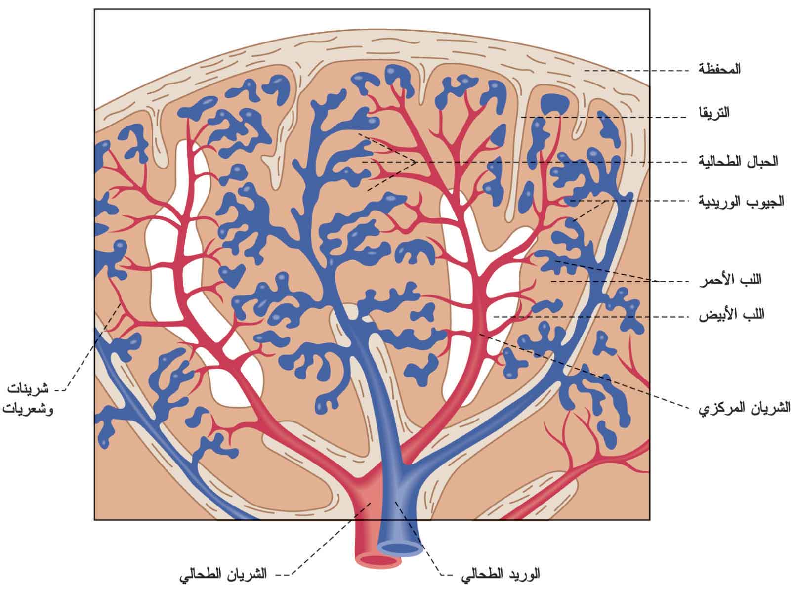يوضح الدوران الطحالي