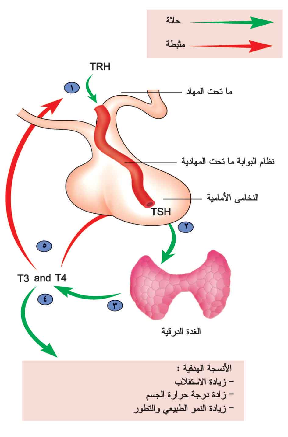 يُظهر الشكل العوامل المؤثرة في إفراز الغدة الدرقية وعملها