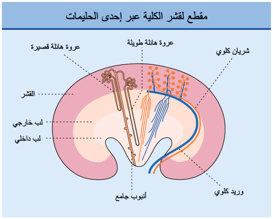 مقطع لقشر الكلية عبر إحدى الحليمات