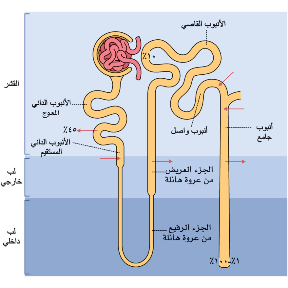 يبين توزع عود امتصاص البوتاسيوم والشوارد الأخرى 
والماء على مسير النفرون في الحالة الطبيعية 
