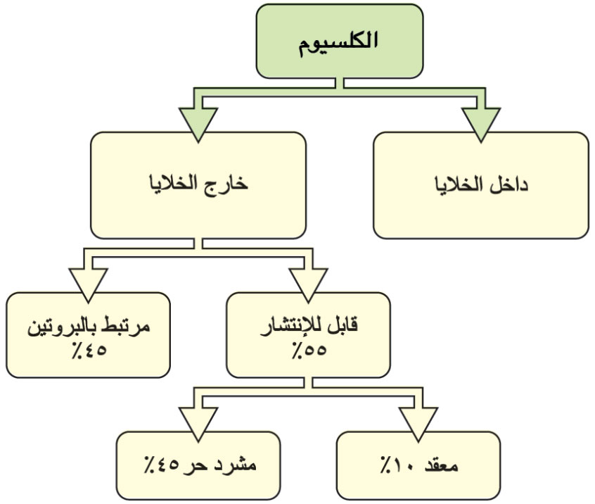 مخطط يوضح توزع الكلسيوم في السائل خارج الخلايا وداخلها