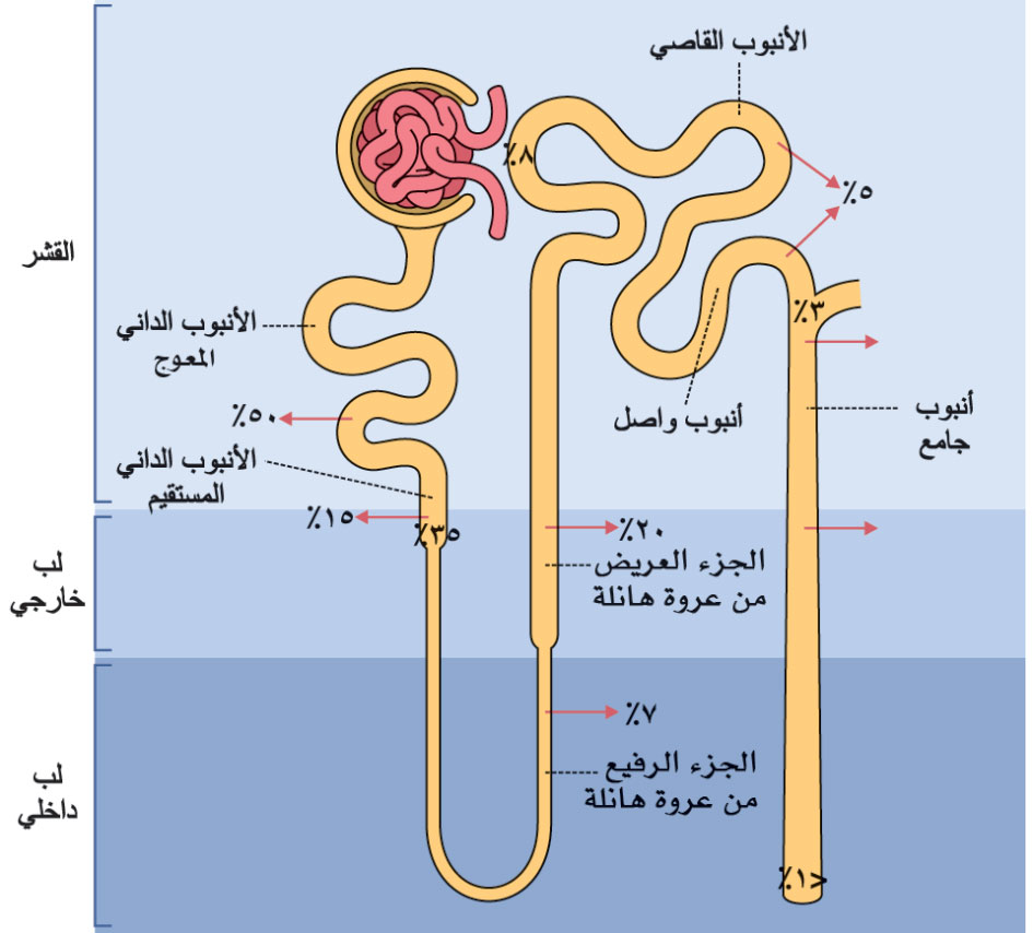 يظهر توزع عود امتصاص الصوديوم والشوارد الأخرى والماء على مسير النفرون في الحالة الطبيعية