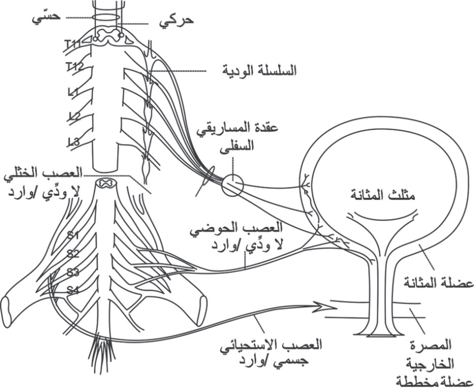 تعصيب السبيل البولي والهضمي السفلي، الأعصاب الصادرة والواردة تتبع الأعصاب المحيطية المختلفة والجهاز العصبي
