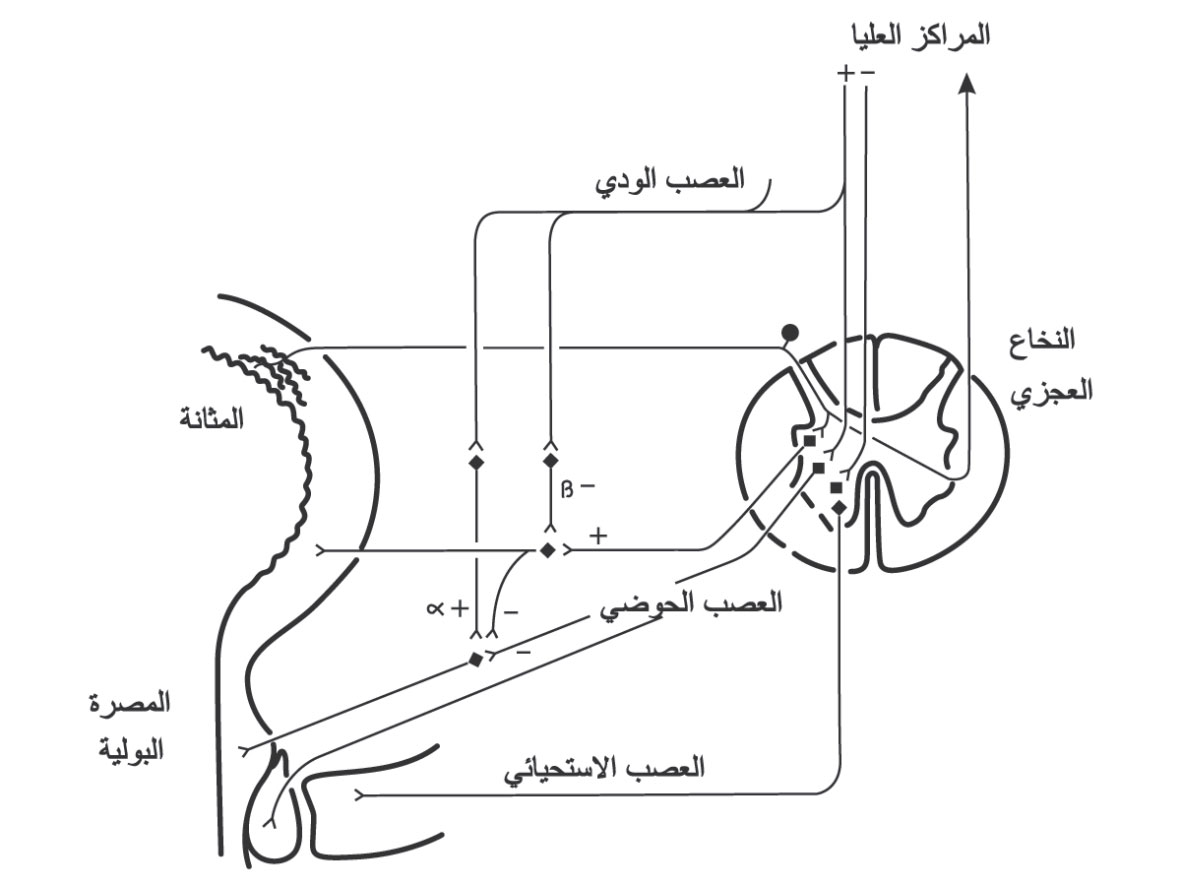 تعصيب السبيل البولي السفلي (الودّي، نظير الودّي، الجسدي والحسي)