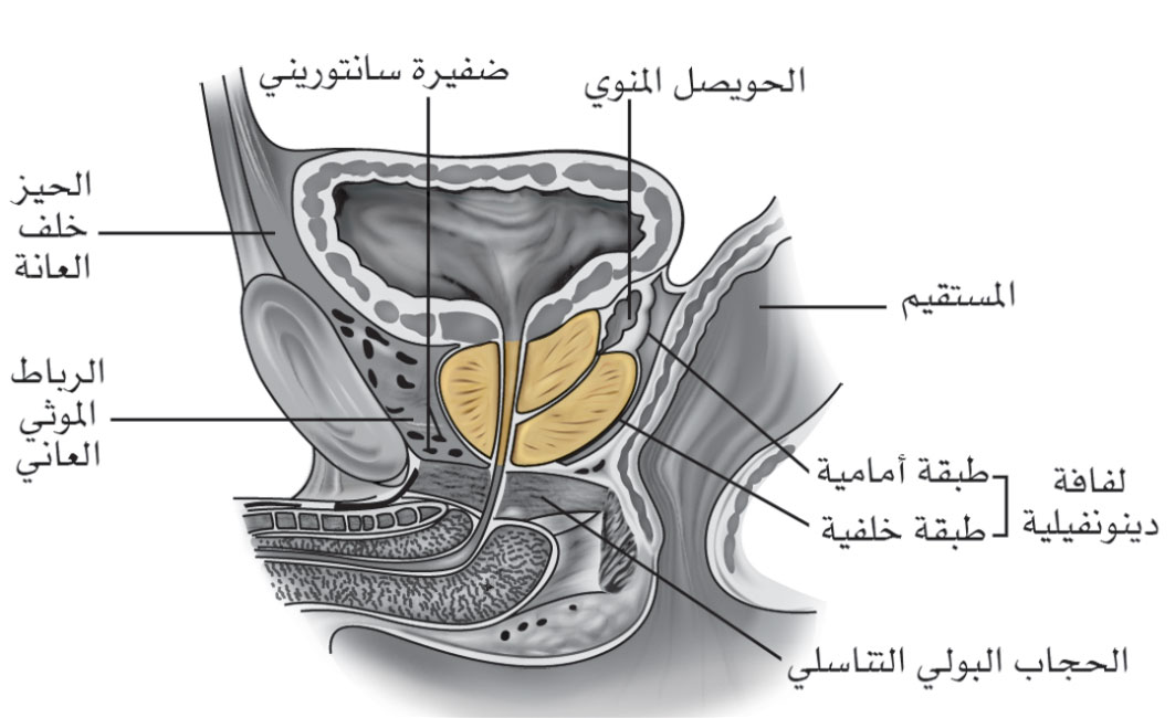 موقع الموثة في الحوض