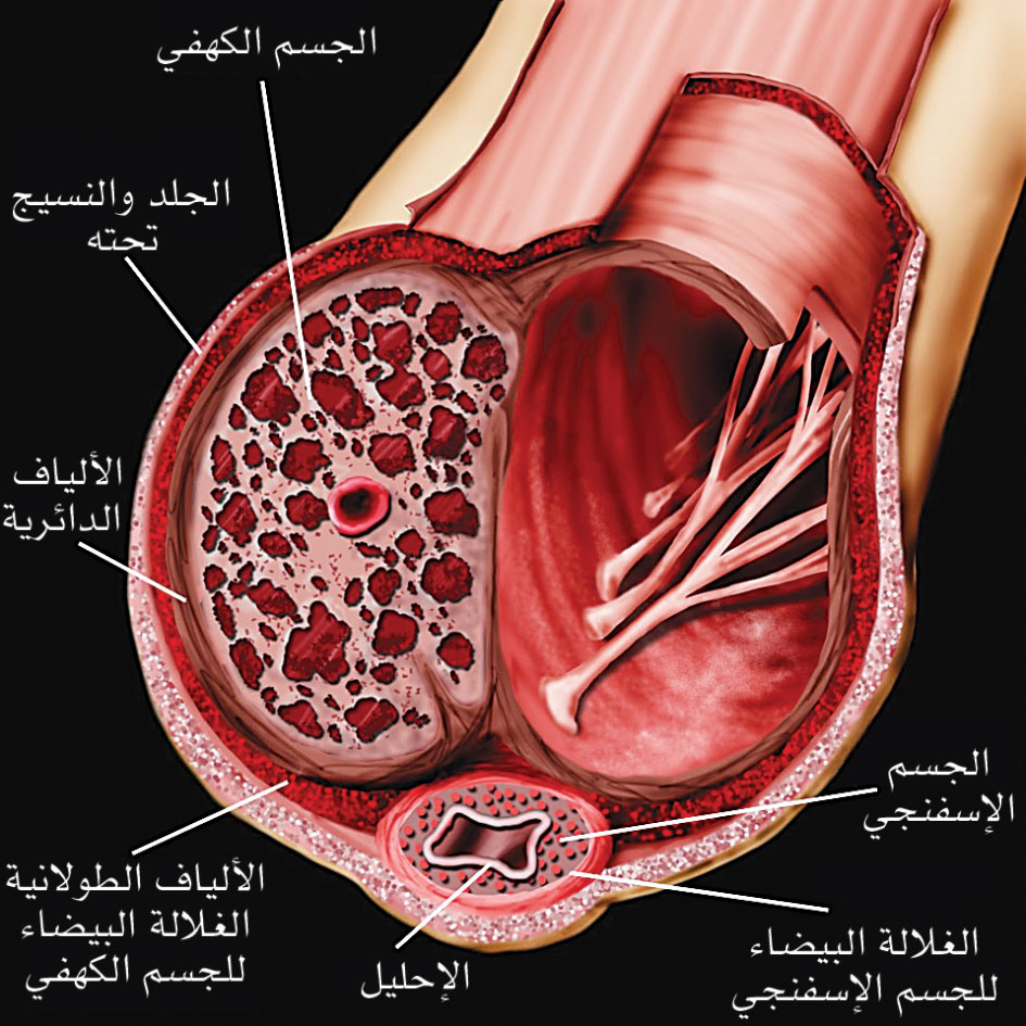 بنية الأجسام الكهفية