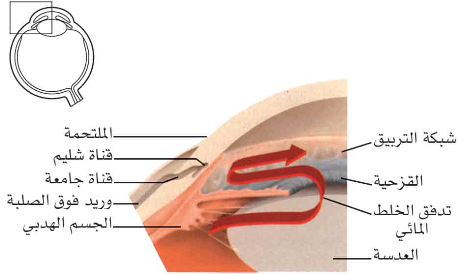 آلية الزرق المزمن مفتوح الزاوية