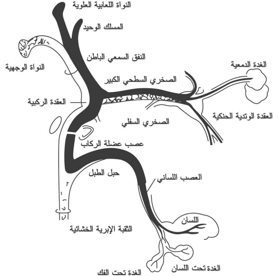 تشريح العصب الوجهي
