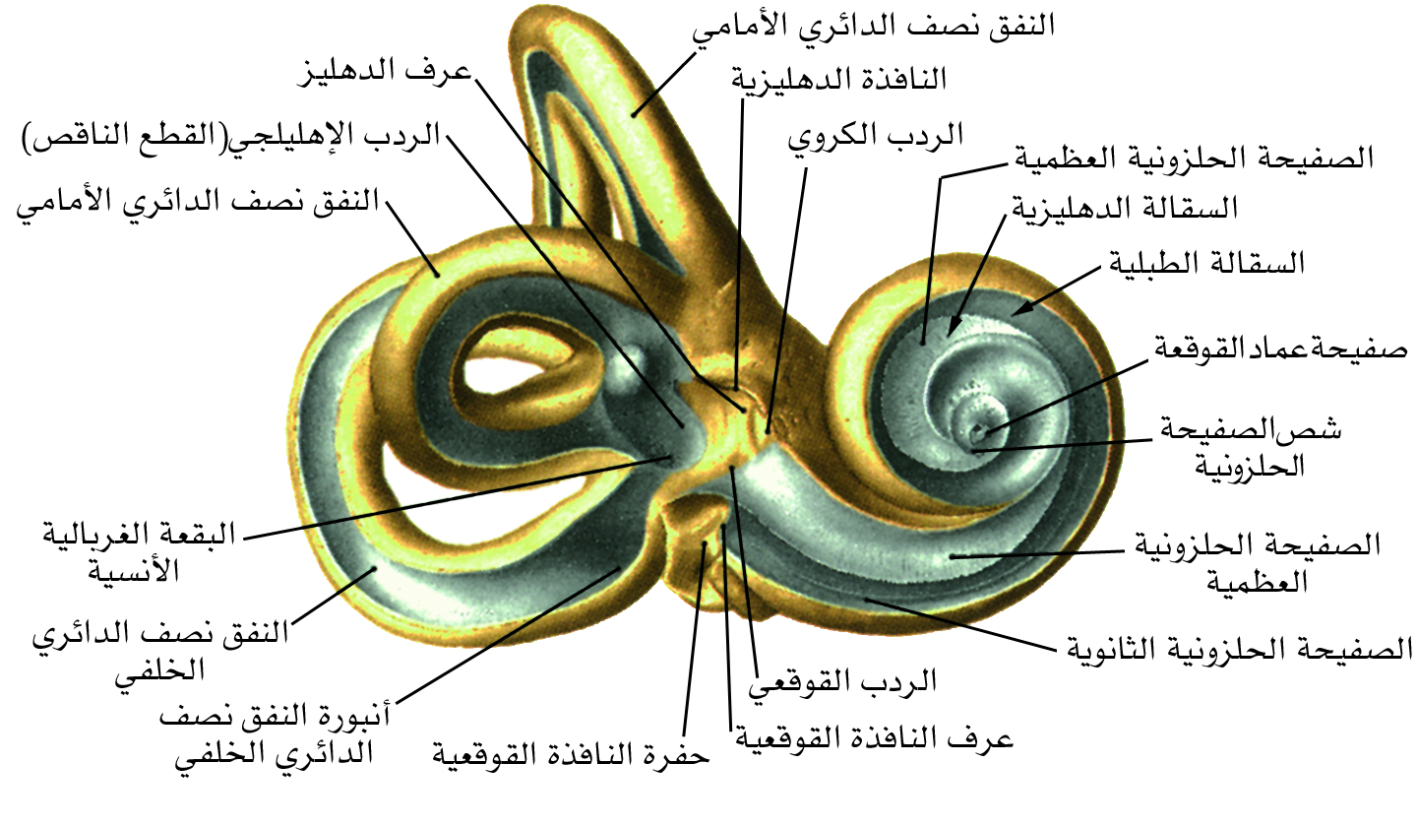 الأذن الباطنة