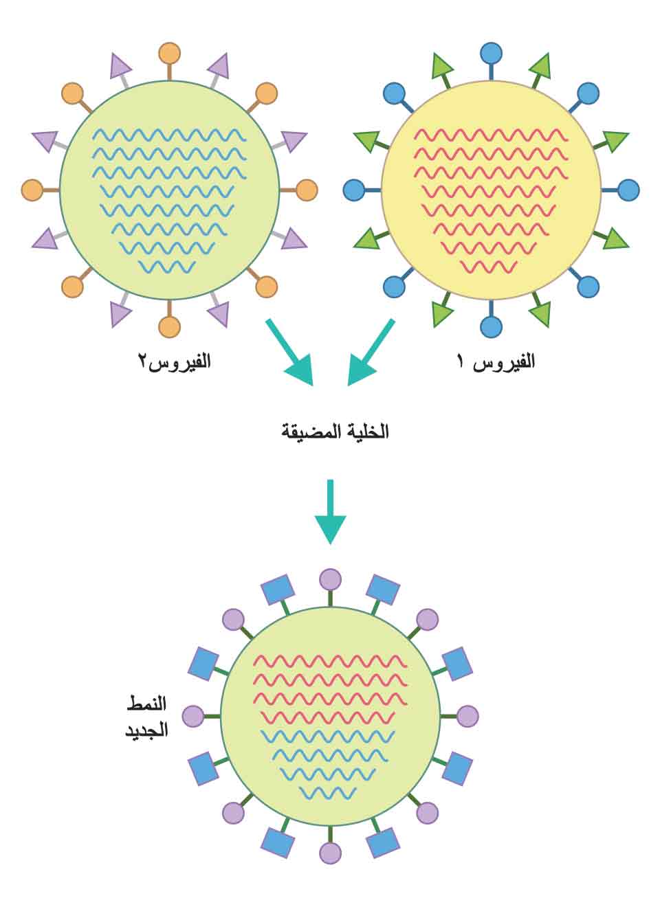 'DH5A: D:\d\7(J)\'DE,D/ 14'Dhttps://www.arab-ency.com.sy/medical/details/170357#E1'6 'D.E,J)\643\1.jpg