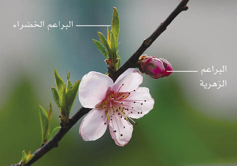 الوصف: الوصف: الوصف: الوصف: الوصف: الوصف: 2-3.psd