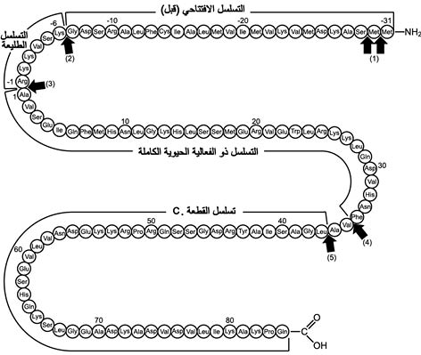 الوصف: الوصف: D:\d\المجلد الثاني للتقانة اخراج\بوك 2 تقانة\324\37-1_fmt.jpeg