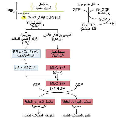 الوصف: الوصف: D:\d\المجلد الثاني للتقانة اخراج\بوك 2 تقانة\324\37-5_opt.jpeg