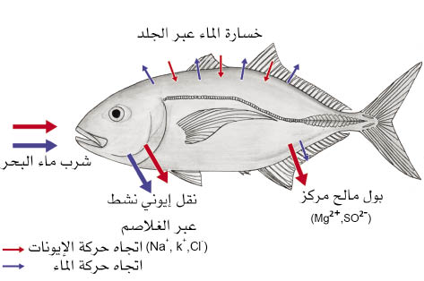 الوصف: الوصف: 10-1.psd